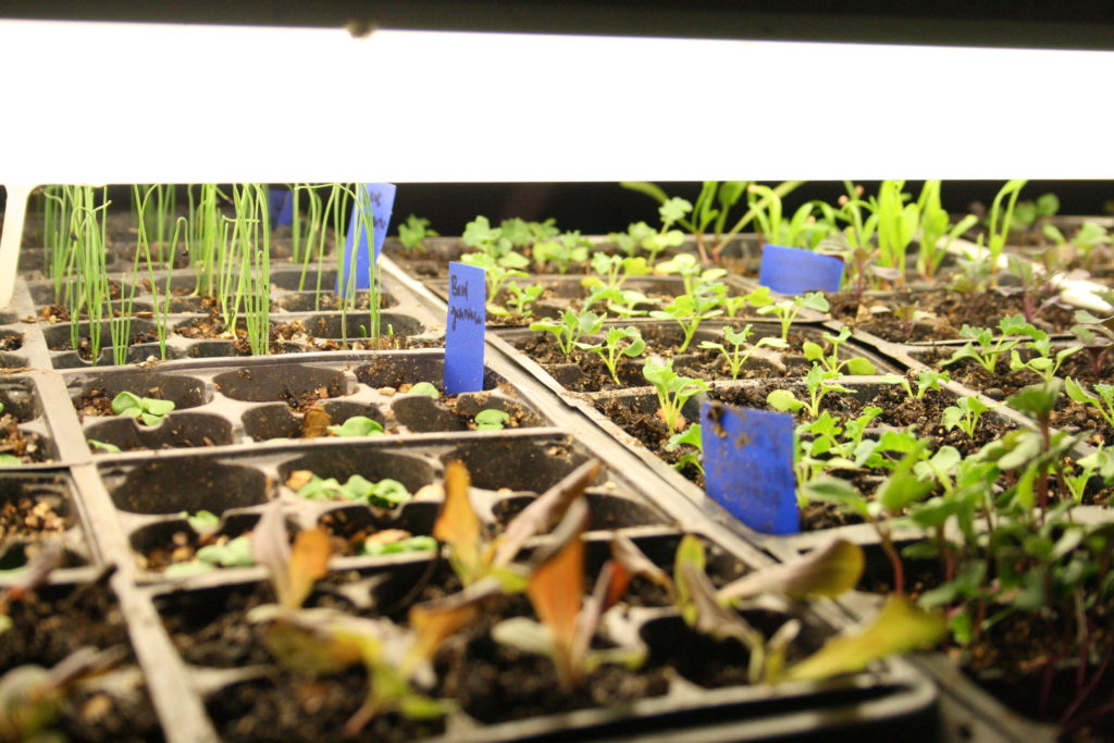 From Seed to Sapling: Maximizing Plant Growth in Nursery Planters