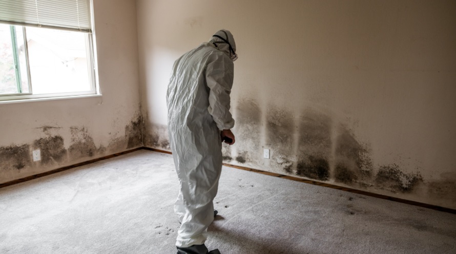 5 Reasons Why Mold Removal is Crucial for Your Health and Home